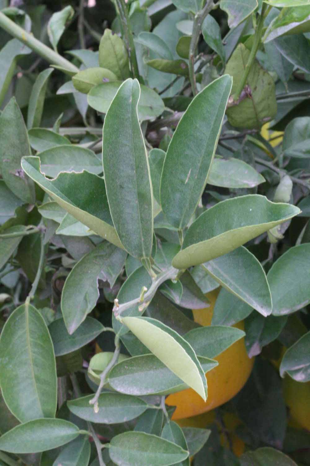            Sun leaves (Riverside, CA)   